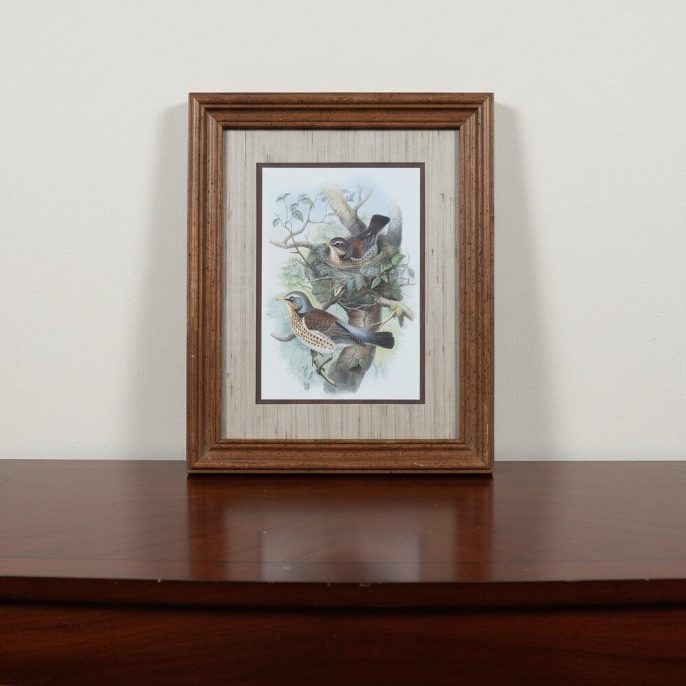 Vintage Roger Tory Peterson Wild Bird Print 1970s Nature Decor
